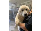 Adopt Lolly a Great Pyrenees, Mixed Breed