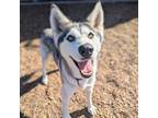 Adopt Calista a Siberian Husky