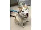 Adopt Scout a Husky