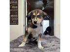 Adopt Sweet Caroline avail after May 4th alter a Husky