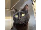 Adopt Eclipse a Domestic Short Hair