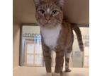 Adopt Meow Meow a Domestic Short Hair