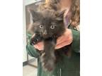 Adopt Alfa a Domestic Long Hair, Domestic Short Hair