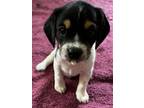 Adopt Petunia (Oreo's Litter) a Beagle, Hound