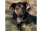 Adopt Addy a Mixed Breed