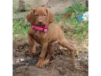 Vizsla Puppy for sale in Amorita, OK, USA