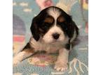 Cavalier King Charles Spaniel Puppy for sale in Bentonville, AR, USA
