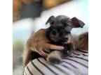 Schnauzer (Miniature) Puppy for sale in Palm Springs, CA, USA
