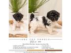 AKC Parti Toy Poodle