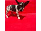 Chihuahua Puppy for sale in Houston, TX, USA