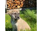 Bullmastiff Puppy for sale in Ridgefield, WA, USA