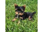 Yorkshire Terrier Puppy for sale in Noblesville, IN, USA