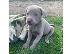 Labrador Retriever Puppy for sale in Middleburg, PA, USA