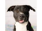 Adopt Sugar a Mixed Breed