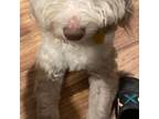 Aussiedoodle Puppy for sale in Rising Sun, IN, USA