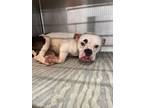 Adopt Lovell a Pit Bull Terrier, Mixed Breed