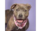 Adopt Pax a American Staffordshire Terrier, Mixed Breed