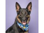 Adopt Popsicle a German Shepherd Dog, Mixed Breed