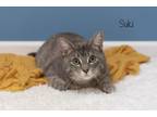 Adopt Suki a Domestic Short Hair