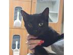 Adopt Lily a Domestic Short Hair