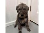 Adopt Princess Peach **Off-Site Foster Home** a Mixed Breed