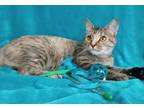 Adopt Dahlia a Domestic Short Hair