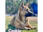 Adopt Cookie a Labrador Retriever, Shepherd