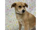 Adopt Becca perfect house manners! a Mixed Breed