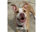 Adopt Katie a Pit Bull Terrier