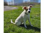 Adopt Willow a Jack Russell Terrier