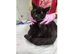 Adopt Spicy Black-Scary Spice a Domestic Short Hair