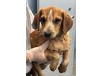 Adopt April**NOT AVAILABLE UNTIL 4//27 a Beagle, Mixed Breed