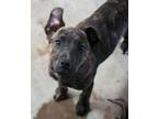 Adopt River a Mountain Cur, Mixed Breed