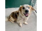 Adopt Eclipse a Shepherd, Mountain Cur