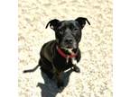 Adopt Mary Clarence a Pit Bull Terrier, Mixed Breed