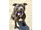 Adopt Dawn a Pit Bull Terrier, Mixed Breed