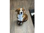 Adopt Cora a Corgi, Spaniel