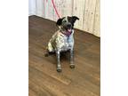 Adopt Nancy a Australian Cattle Dog / Blue Heeler