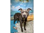 Adopt Snookie a Pit Bull Terrier