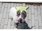Adopt Maia a Pit Bull Terrier, Mixed Breed