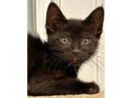 Adopt Vida a Domestic Short Hair