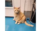 Adopt Pumpkin a Domestic Short Hair