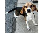 Adopt Lady Whistledown PR1 a Beagle