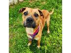 Adopt Sierra a Boxer