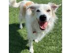 Adopt Olive Anne a Great Pyrenees, Mixed Breed
