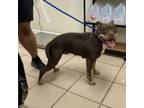 Adopt May a Pit Bull Terrier