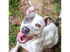 Adopt Nellie a American Staffordshire Terrier