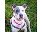 Adopt Nellie a American Staffordshire Terrier