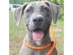 Adopt Tiger Lily 24-0259 (Swoop) a Pit Bull Terrier, Plott Hound