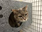 Adopt Franki a Domestic Short Hair